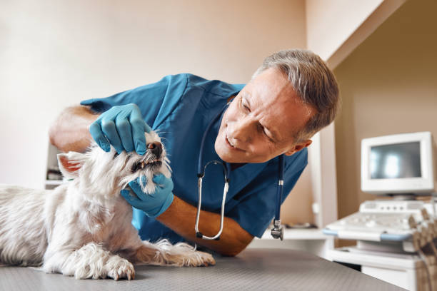 Best Emergency Dental Care for Broken or Chipped Teeth in Liolnton, NC